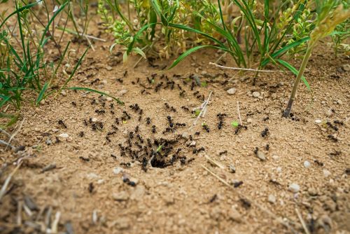 een mierenkolonie op een kaal gazon