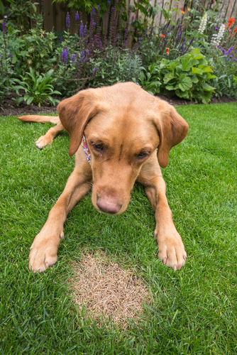 Hondenplas veroorzaakt bruine vlekken op uw gazon