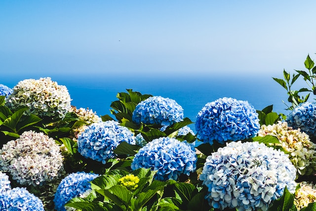 Blauwe hortenzia's met op de achtergrond een blauwe lucht en zee