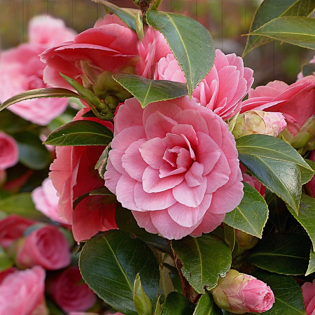 Camellia in bloei met roze bloemen