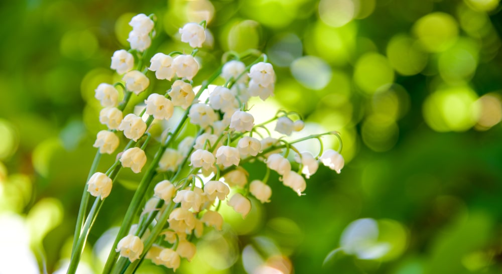 Lelietje-van-dalen in bloei met witte klokvormige bloemen