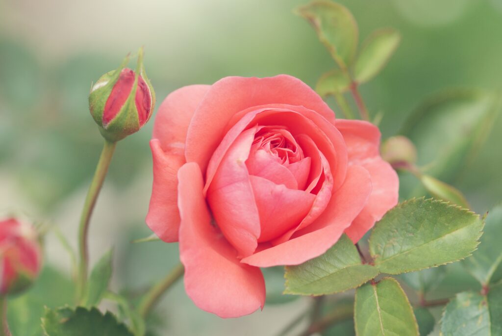 Een close-up van een roos