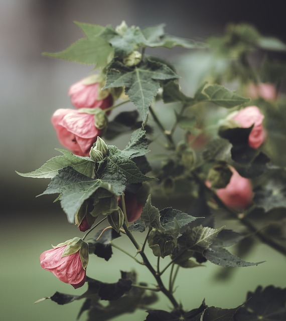 Abutilon met roze bloemen