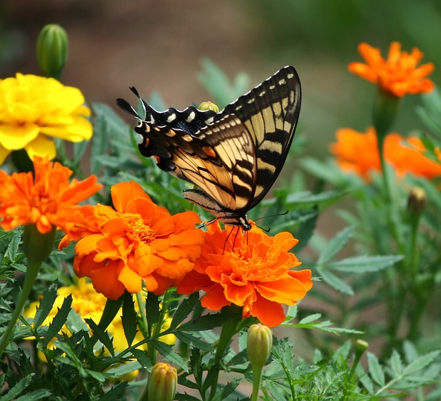 Een vlinder strijkt neer op een oranje goudsbloemen
