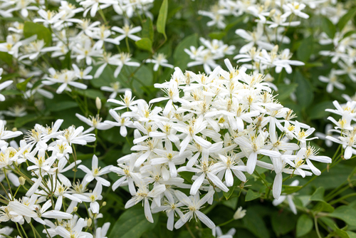 Jasmijn met witte bloemen