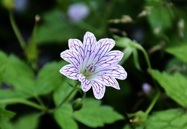 Een paars-witte bloem van de winterharde geranium