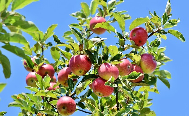 Appelboom met appels tegen een strakblauwe lucht