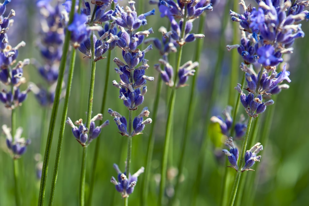 Hybride lavendel met delicate bloemen