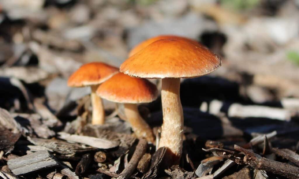 paddenstoelen in tuin
