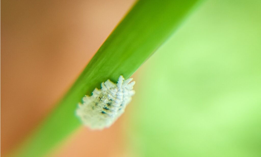 Schildluis op een plant van dichtbij