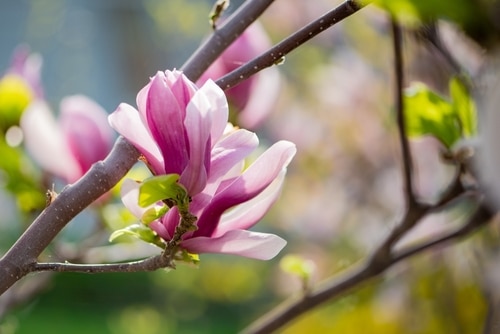 bladverliezende magnolia