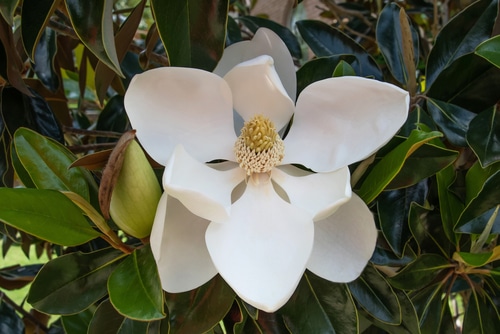 groenblijvende magnolia