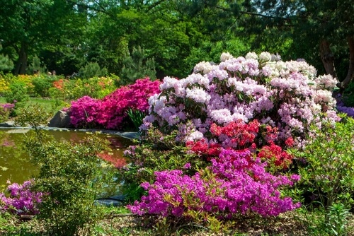 Een aantal rododendron struiken met rode, paarse en lichtroze bloemen bij elkaar