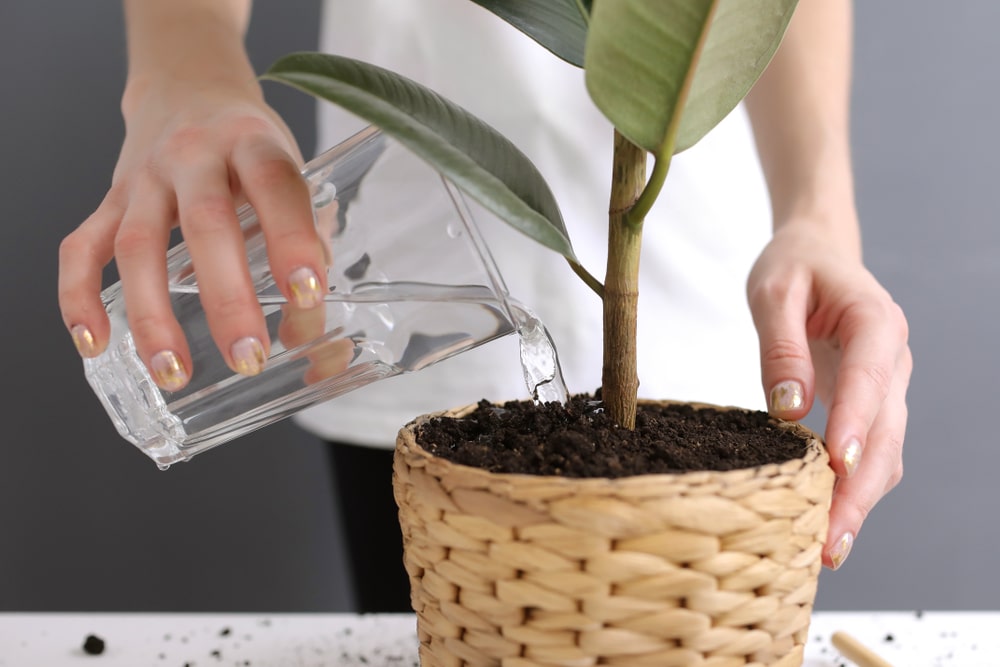 vrouw die ficus water geeft