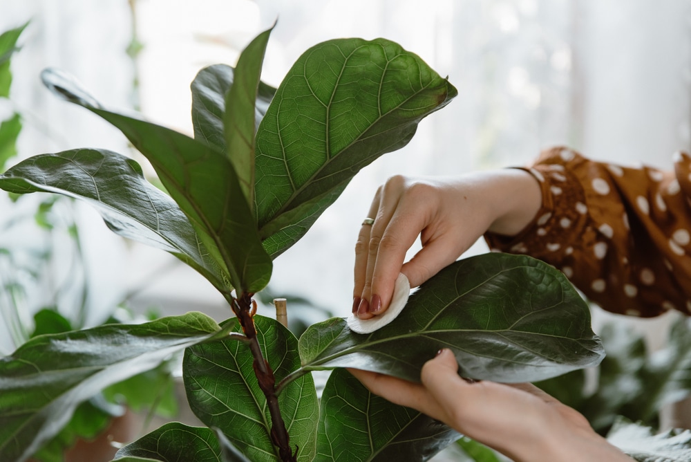 vrouw die blad van ficus reinigt om plaag te bestrijden