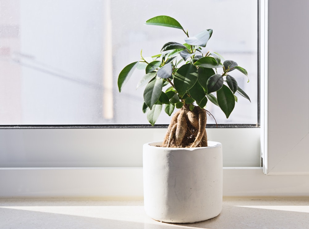 standplaats voor ficus met indirect zonlicht