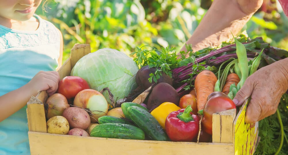 Een mand vol groenten uit de moestuin