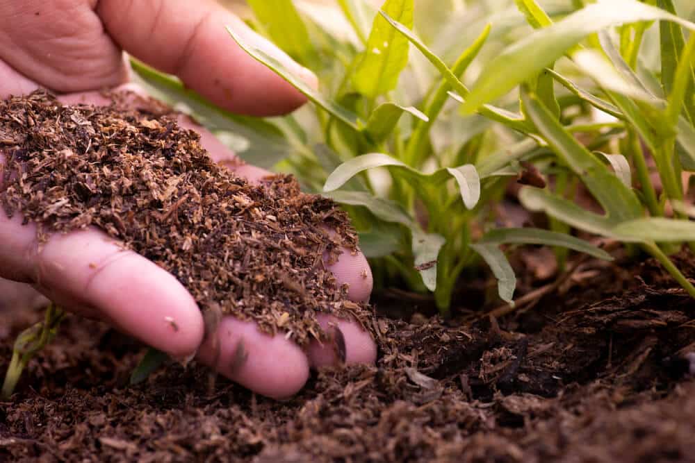 Iemand brengt met de hand compost voor de moestuin aan