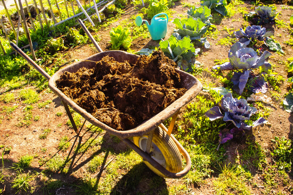 Een kruiwagen vol paardenmest bij de moestuin