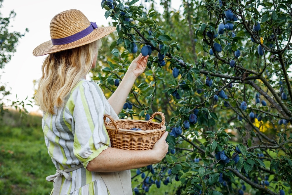 vrouw die peren oogst in haar tuin