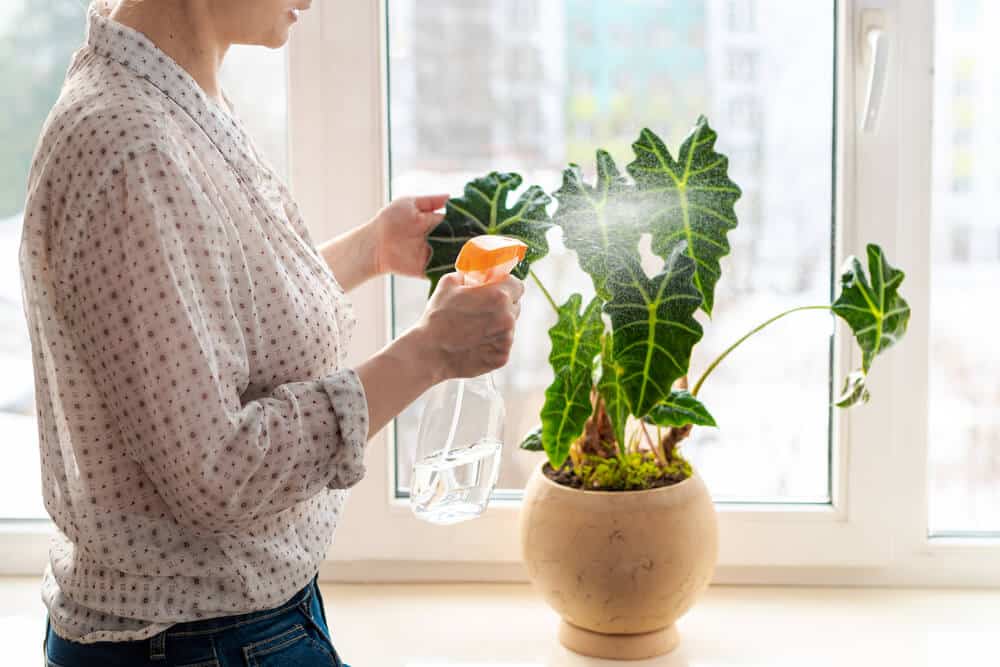 Vrouw besproeit bladeren van alocasia