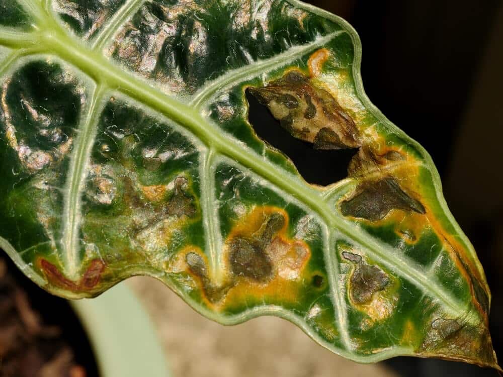 Alocasia-blad met gele vlekken