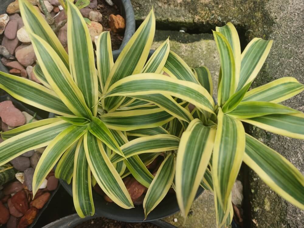 Dracaena lemon lime