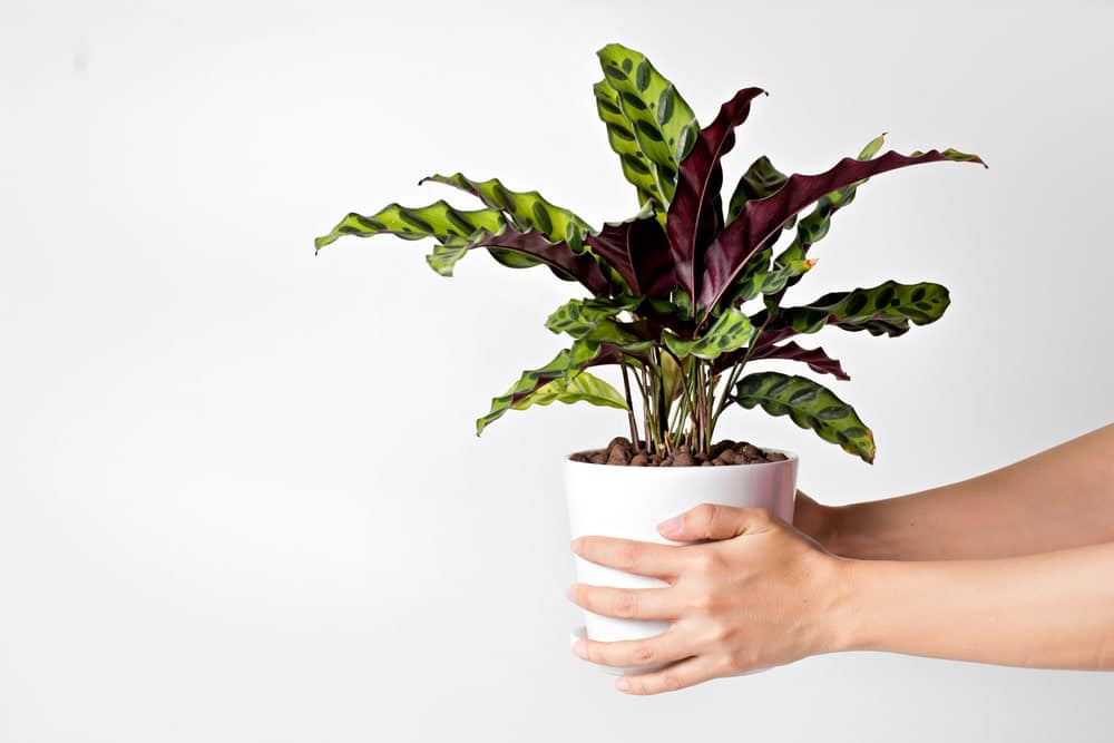 calathea