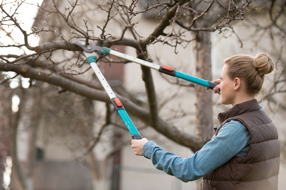 vrouw met grote snoei schaar die tak afknipt