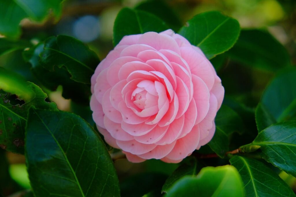 Roze camelia bloem van dichtbij