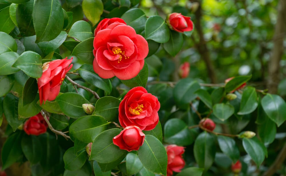 Camelia struik met rode bloemen