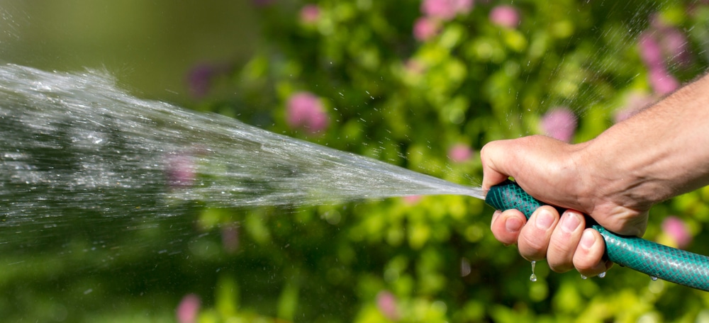 Iemand geeft camelia water met tuinslang