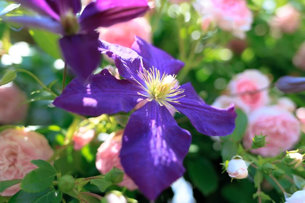 Clematis gecombineerd met rozen