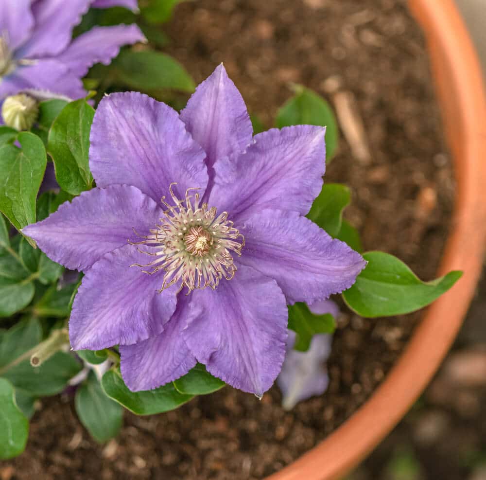 Close up van paarse bloem bosrank in pot