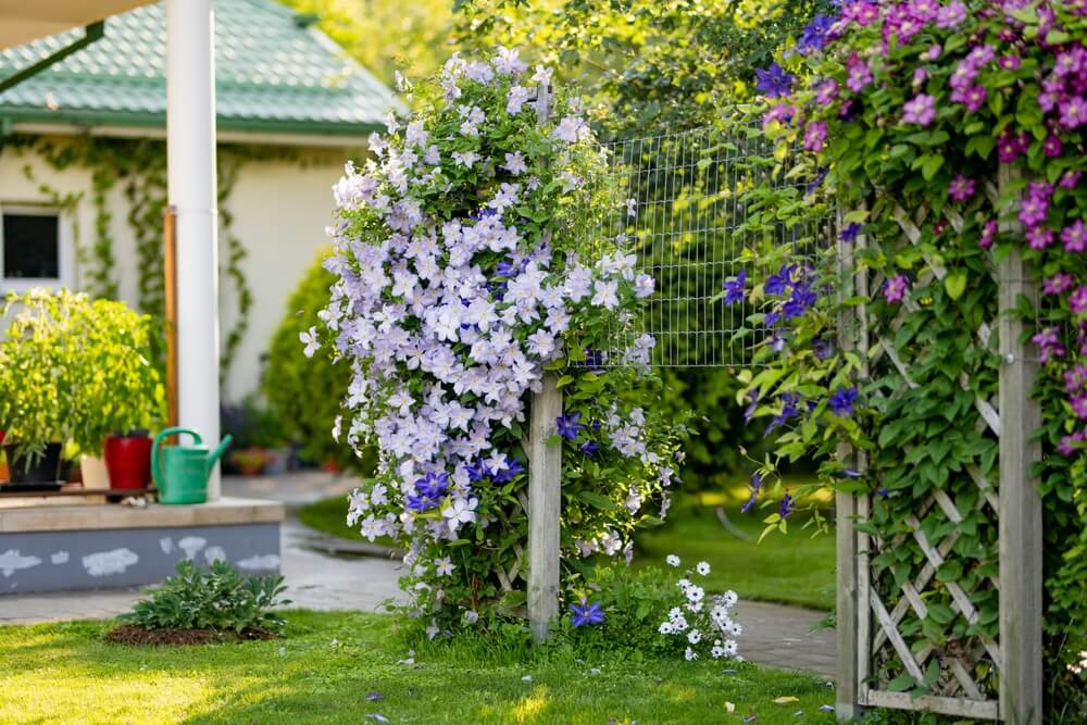 Diverse soorten klimmende clematis in de tuin