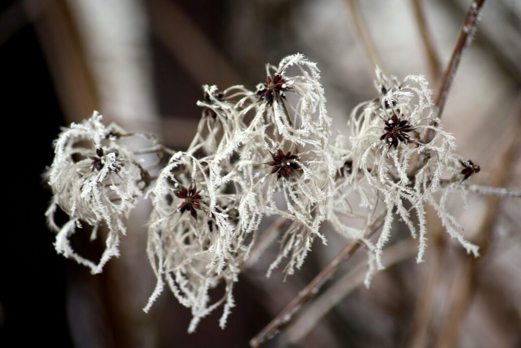 Een clematis in de winter met vorst