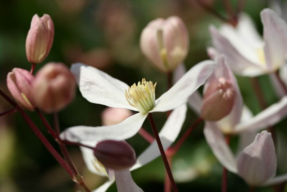 Roomwitte bloemen van de soort clematis armandii