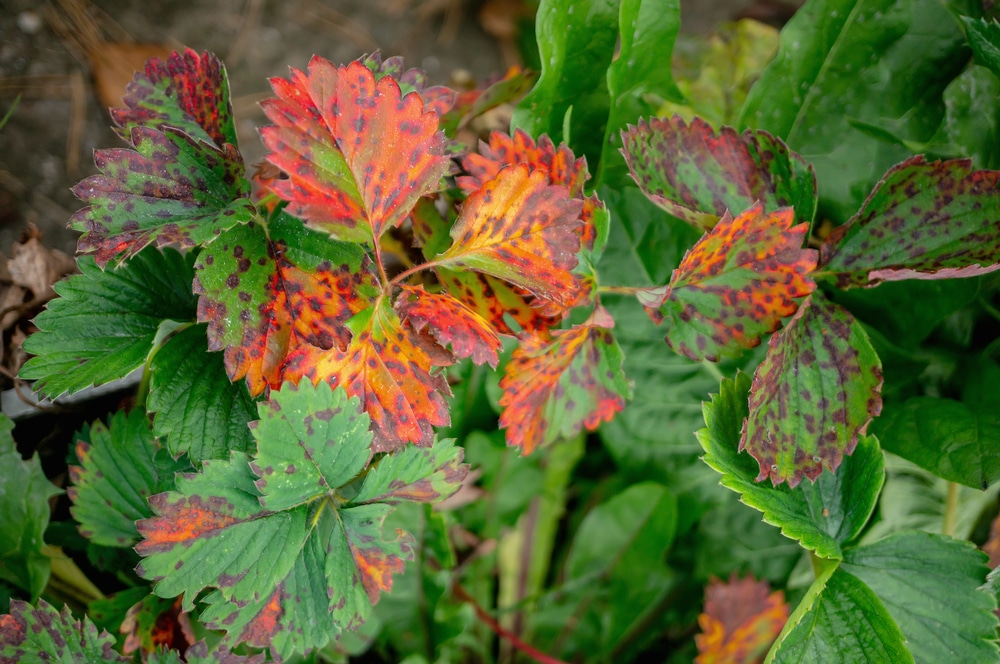 door verwelkingsziekte aangetaste aardbeiplanten