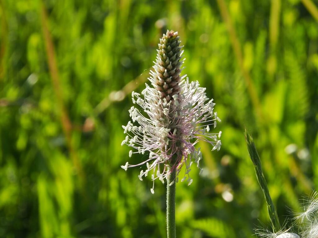 Weegbree aar met witte bloemen