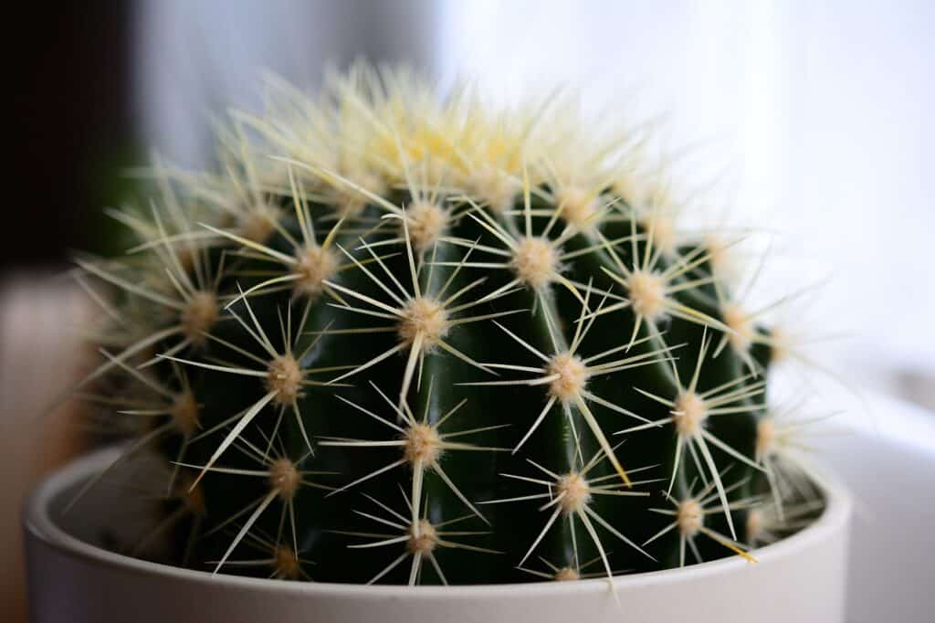 cactus met doorns