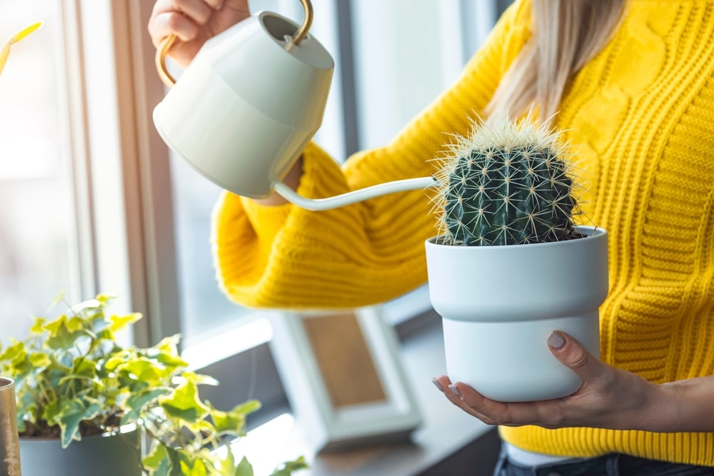 vrouw die cactus water geeft