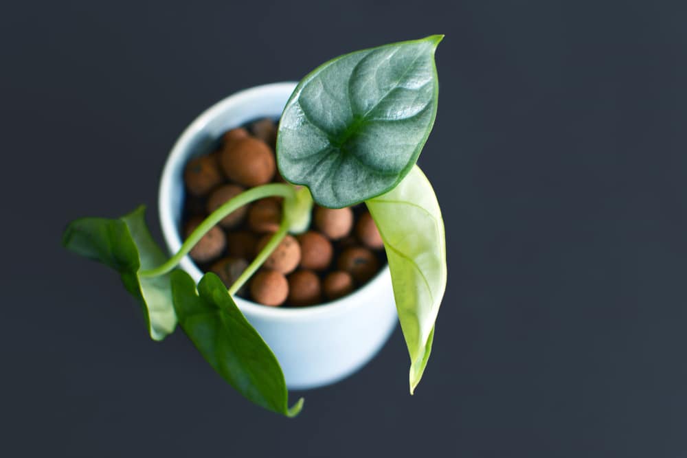 Kleine kamerplant met hydrokorrels in witte pot