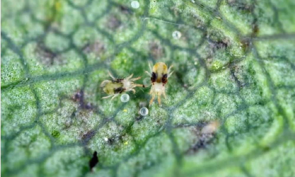 spintmijt op blad van plant