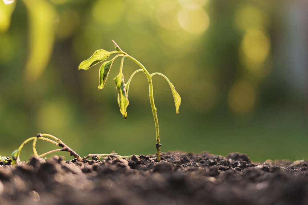 verwelkte jonge plant