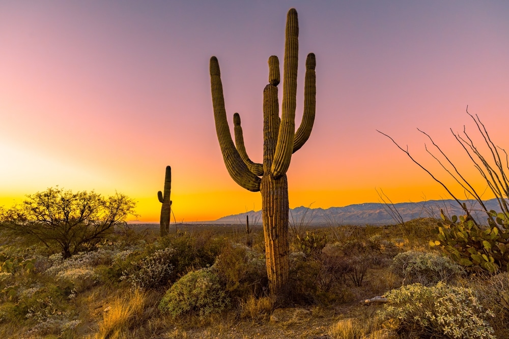 woestijn cactus