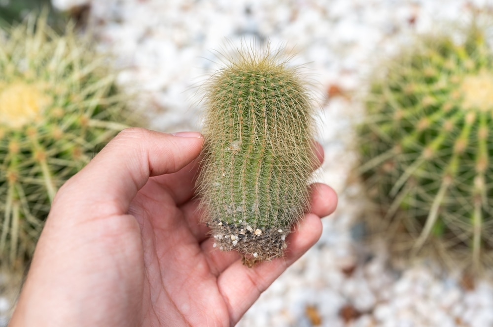 man houdt cactus vast die last heeft van wortelrot