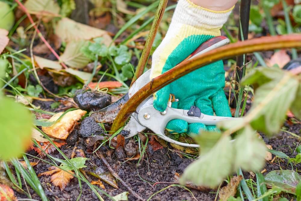 Iemand met tuinhandschoen snoeit oude braamtak tot de bodem terug met snoeischaar