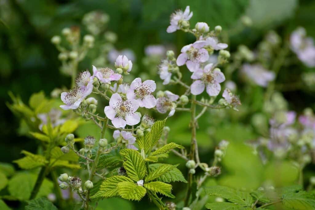 Een bramenstruik in bloei (witte bloemetjes)