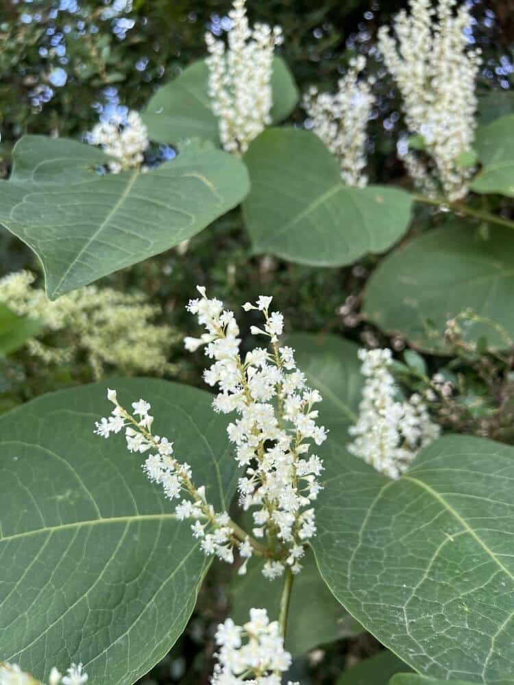 Japanse duizendknoop in bloei met witte bloemen