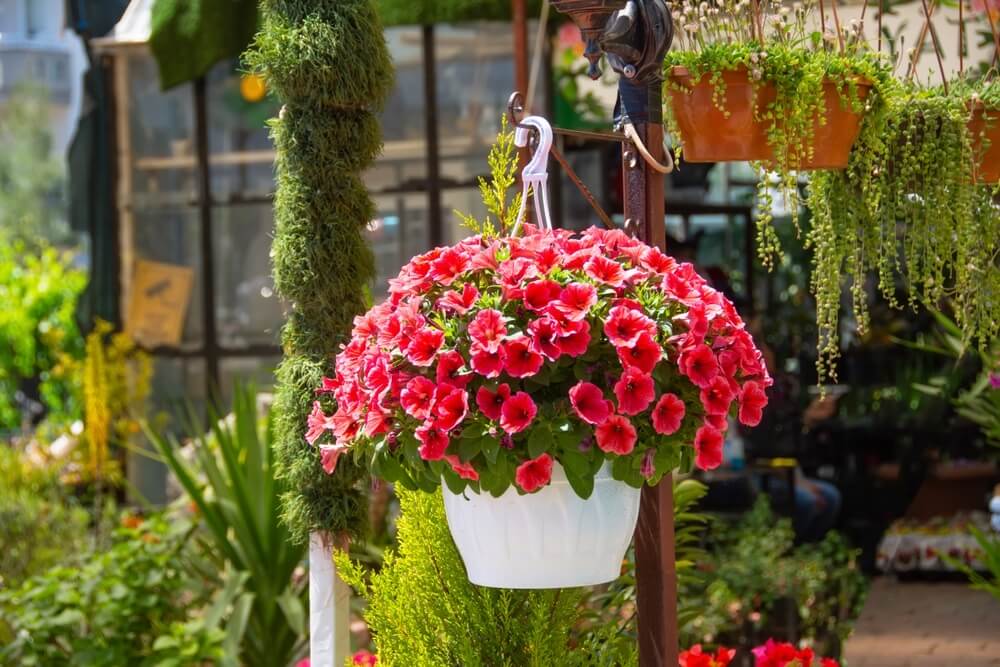 Rode petunia in hanging basket